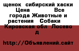 щенок  сибирский хаски › Цена ­ 12 000 - Все города Животные и растения » Собаки   . Кировская обл.,Лосево д.